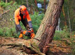 Best Utility Line Clearance  in Sun Village, CA